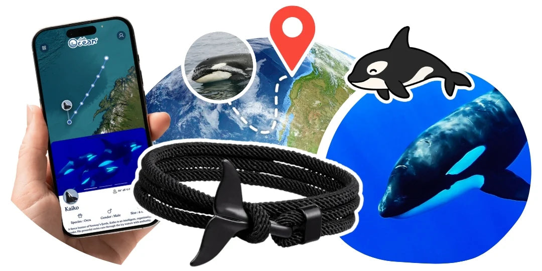 Ratrea tu ballena