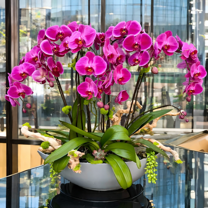 Semillas de Orquidea Colombiana