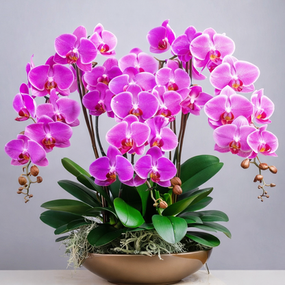 Semillas de Orquidea Colombiana