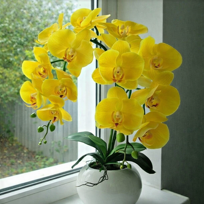 Semillas de Orquidea Colombiana